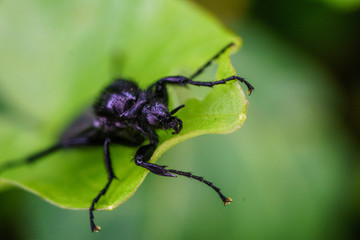 Great black wasp holding to the grass. Family: Sphecidae (thread-waisted wasps) in the order Hymenoptera (ants, bees, wasps).  Undergoes complete metamorphosis through egg, larva, pupa, and adult.