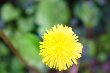 Spring beautiful daisy flower with blurry background with white and yellow color in Paris park during spring season.