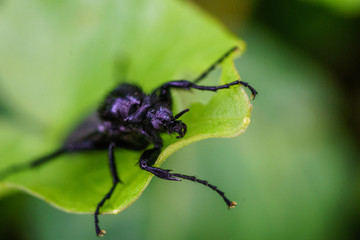 Great black wasp holding to the grass. Family: Sphecidae (thread-waisted wasps) in the order Hymenoptera (ants, bees, wasps).  Undergoes complete metamorphosis through egg, larva, pupa, and adult.