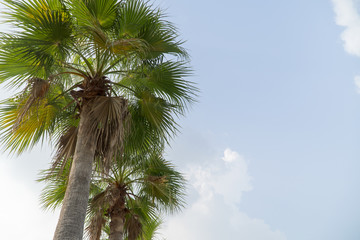 Fototapeta na wymiar Sugar palm tree green and beautiful in garden nature