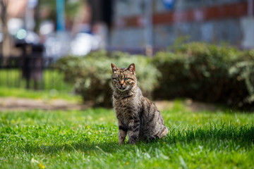 A gray cat sits on a lawn in a beautiful park, a cat looks and follows the trail around her