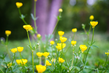 Spring beautiful daisy flower with blurry background with white and yellow color in Paris park during spring season.