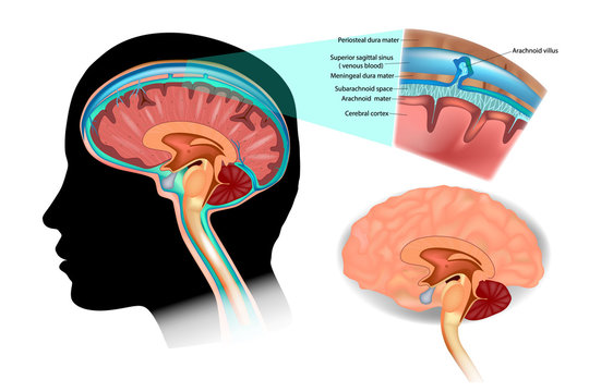 Diagram Illustrating Cerebrospinal Fluid (CSF) in the Brain Central Nervous System. Brain structure