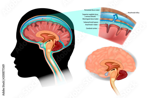 Diagram Illustrating Cerebrospinal Fluid Csf In The Brain Central