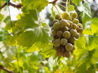 Bunch of fresh grapes are growing on plants,vineyard
