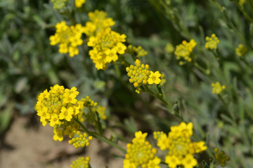 Yellow flowers
