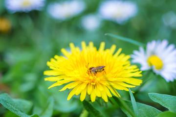 Spring daisy flowers with wasp looking for food in Paris, Eurpe. Wasps need key resources; pollen and nectar from a variety of flowers.  Special macro lens for close-up, blurry, bokeh background.