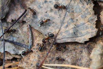 large red ants in the spring forest