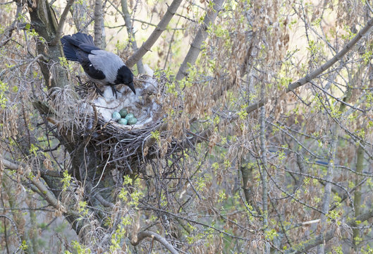 A Young Crow Looks At His Put Eggs In The Nest