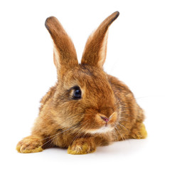 Brown rabbit on white.