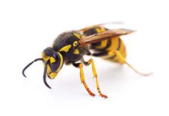 Wasp isolated on white.