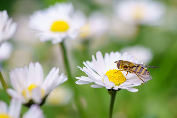 Spring daisy flowers with wasp looking for food in Paris, Eurpe. Wasps need key resources; pollen and nectar from a variety of flowers.  Special macro lens for close-up, blurry, bokeh background.