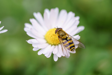 Spring daisy flowers with wasp looking for food in Paris, Eurpe. Wasps need key resources; pollen and nectar from a variety of flowers.  Special macro lens for close-up, blurry, bokeh background.