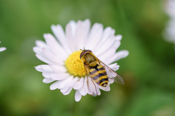 Obraz premium Wasp on the flower during spring in Pairs park, France, europe.Wasps need key resources such as pollen and nectar from a variety of flowers. True wasps have stingers that they use to capture insect