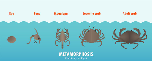 Crab life cycle metamorphosis