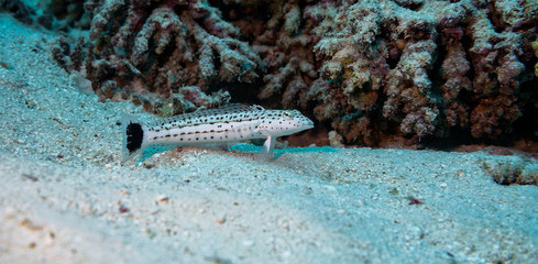 Lizard fish resting in the sand on Lady Elliot Island in Australia on the great barrier reef