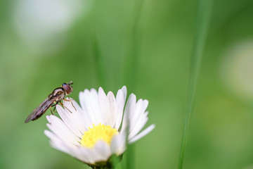 Spring daisy flowers with wasp looking for food in Paris, Eurpe. Wasps need key resources; pollen and nectar from a variety of flowers.  Special macro lens for close-up, blurry, bokeh background.