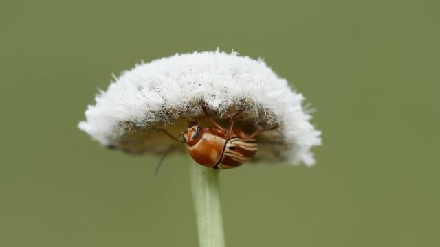 4K Scriptured Leaf Beetle (Pachybrachis sp.) Under Pineland Bogbutton 2