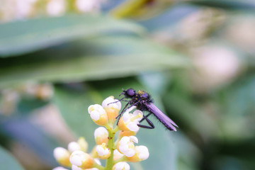 Wasp on the flower during spring in Pairs park, France, europe.Wasps need key resources such as pollen and nectar from a variety of flowers. True wasps have stingers that they use to capture insect