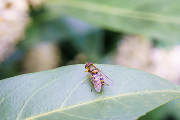 Wasp on the flower during spring in Pairs park, France, europe.Wasps need key resources such as pollen and nectar from a variety of flowers. True wasps have stingers that they use to capture insect