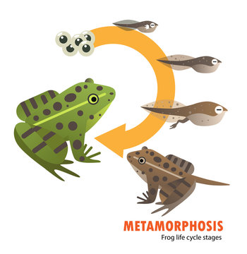 frog life cycle metamorphosis
