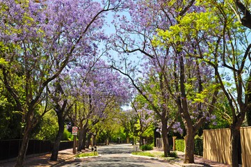 Little suburban street full of green trees and blooming jacaranda. Adelaide, Australia