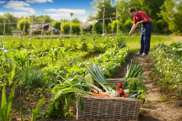 Poster Fresh vegetable in wicker basket in garden © Cherries