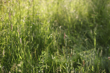 Landscape is summer. Green trees and grass in a countryside land