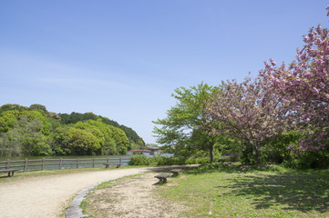 桜　新緑(香川県亀鶴公園)