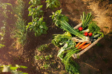 Mixed vegetables in the basket - obrazy, fototapety, plakaty