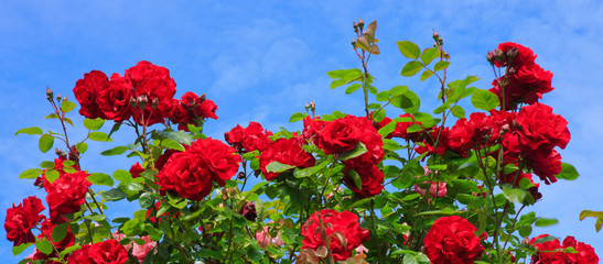 Red climbing roses.