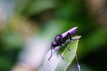 Fototapeta premium Wasp on the flower during spring in Pairs park, France, europe.Wasps need key resources such as pollen and nectar from a variety of flowers. True wasps have stingers that they use to capture insect