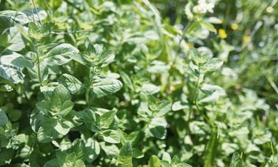 Landscape is summer. Green trees and grass in a countryside land