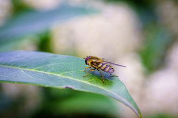 Wasp on the flower during spring in Pairs park, France, europe.Wasps need key resources such as pollen and nectar from a variety of flowers. True wasps have stingers that they use to capture insect