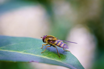 Fototapeta premium Wasp on the flower during spring in Pairs park, France, europe.Wasps need key resources such as pollen and nectar from a variety of flowers. True wasps have stingers that they use to capture insect