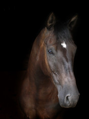 Obraz na płótnie Canvas Bay Horse Head Shot