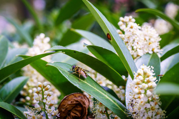 Wasp on the flower during spring in Pairs park, France, europe.Wasps need key resources such as pollen and nectar from a variety of flowers. True wasps have stingers that they use to capture insect