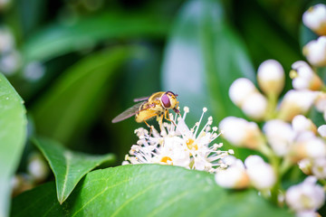 Spring flowers with wasp looking for food in Paris, Eurpe. Wasps need key resources; pollen and nectar from a variety of flowers.  Special macro lens for close-up, blurry, bokeh background.