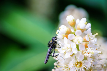 Spring flowers with wasp looking for food in Paris, Eurpe. Wasps need key resources; pollen and nectar from a variety of flowers.  Special macro lens for close-up, blurry, bokeh background.