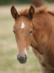 Foal Headshot