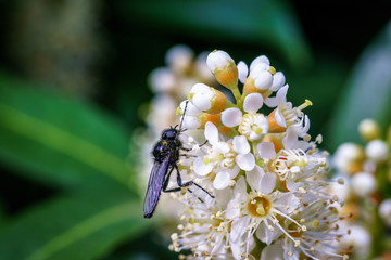 Spring flowers with wasp looking for food in Paris, Eurpe. Wasps need key resources; pollen and nectar from a variety of flowers.  Special macro lens for close-up, blurry, bokeh background.