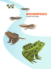 frog life cycle metamorphosis
