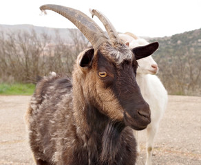 big black goat