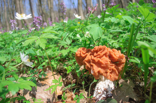 Gyromitra gigas among the green spring grass