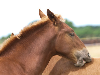 Scratching Horse