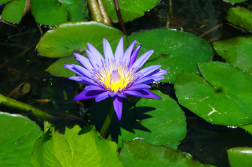 Gentle lilac Lotus in a pond.