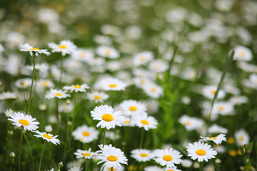 green field with daisies