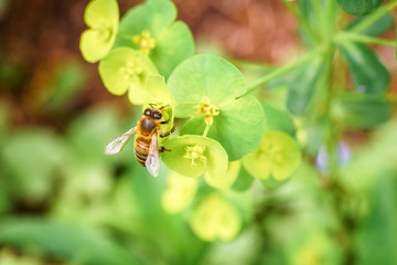 European honey bee on spring flowers during spring in Paris, France. Taken by closeup photography or macro photography with blurry background or shallow DOF.