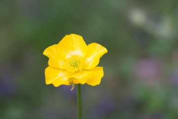 Obraz premium beautiful single european spring flower in the garden in Paris, France. taken with DOF.