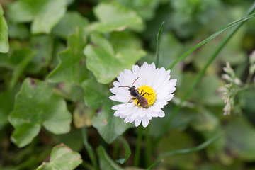 Spring flowers with wasp looking for food in Paris, Eurpe. Wasps need key resources; pollen and nectar from a variety of flowers.  Special macro lens for close-up, blurry, bokeh background.